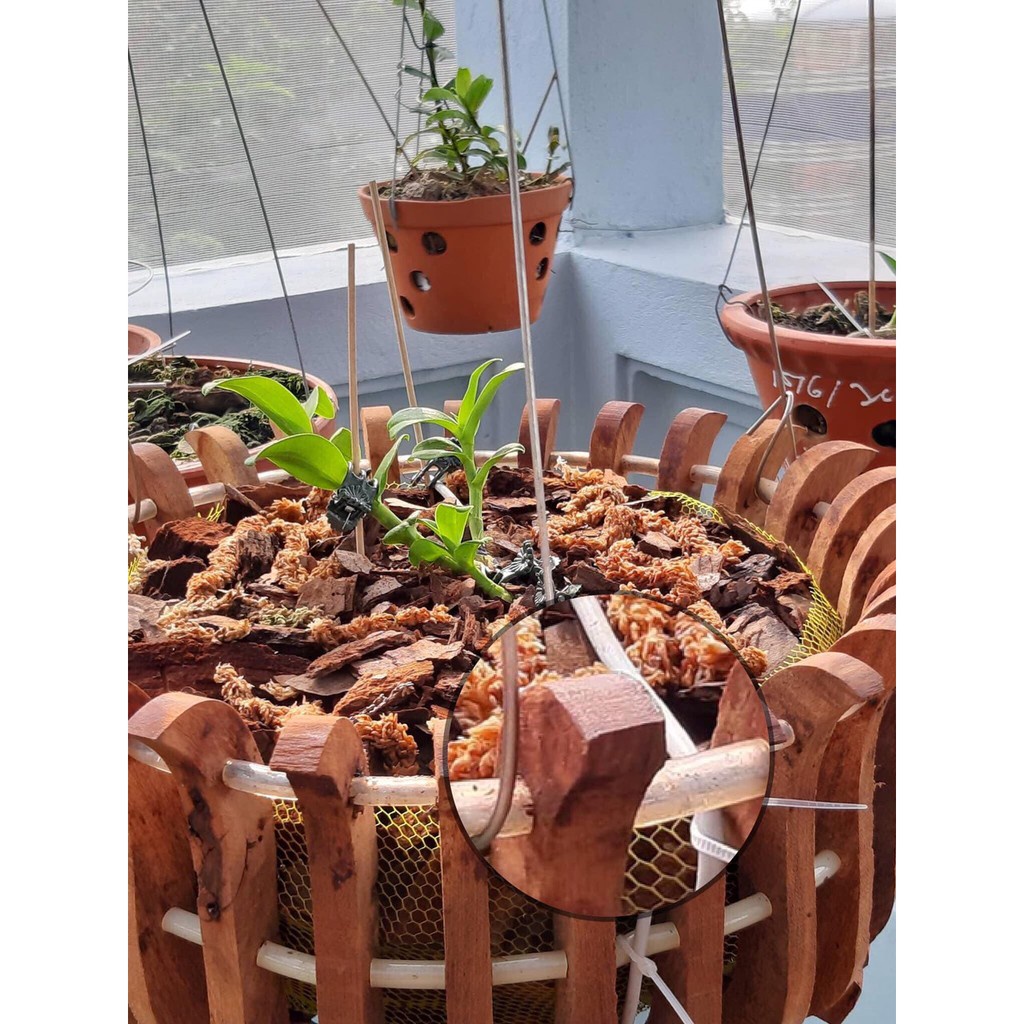 Chậu trồng phong lan gỗ Căm Xe fi 30cm DÁNG SEN Tặng Kèm Phân Bón