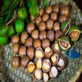 Cây giống hạt macca hàng gieo hạt - cghmcgh