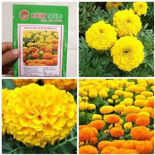 [SIÊU RẺ]Hạt Giống Hoa Cúc Vạn Thọ Mỹ (Mix)