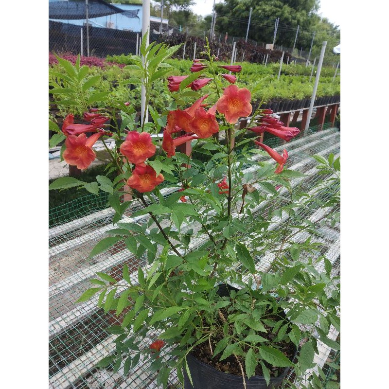 Cây đăng  tiêu  bụi