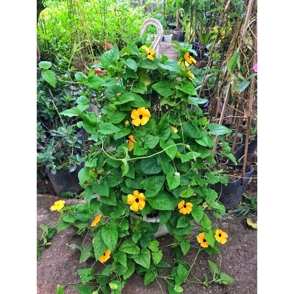 Cây hoa mắt huyền ⚡️GIÁ GỐC TẠI VƯỜN⚡️ xum xuê dài 60cm, sai hoa quanh năm, trồng trang trí ban công và sân vườn