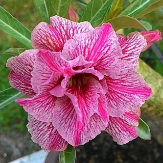 Sứ thái(hoa hồng sa mạc)