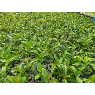 Lan Phi Điệp giả hạc trắng bạch kim