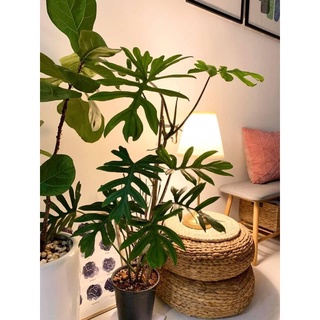Cây philodendron mayoi