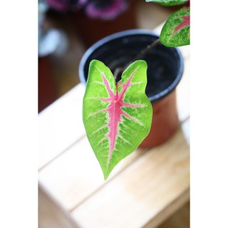 Chậu cây Caladium Biocolor - Môn 2 màu (Môn Biocolor)