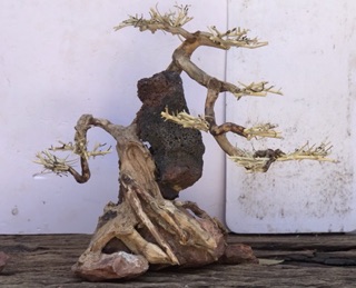 Bonsai cho bể cá 80 trở lên