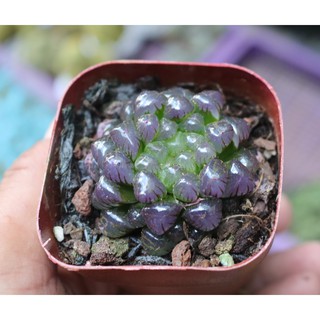 Chậu sen đá Kim Cương màu tím