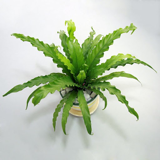 giá gốc-CÂY TỔ YẾN