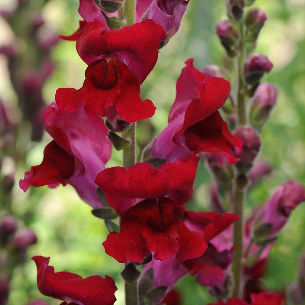 Hạt giống hoa Mãn Đỉnh Hồng Snapdragon - Dòng tên lửa F1 - Hoa trắng - Vườn hoa hàng năm - Hoa viền