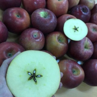 1kg quả táo đá hà giang