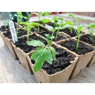 hạt giống cà chua bi chùm