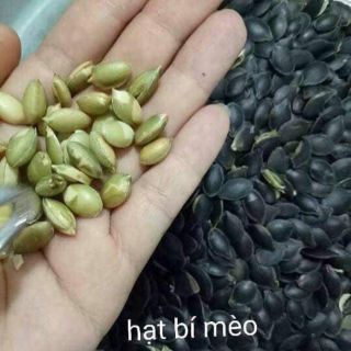 Hạt bí mèo đen