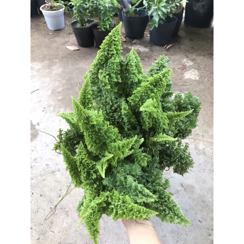 Caykiengsadec dương xỉ Nhật + tặng phân bón