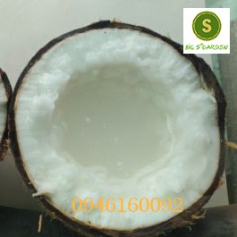 Dừa Sáp Loại Ngon, Đặc sản Trà Vinh, Bao hàng, sỉ lẻ toàn quốc | BigBuy360 - bigbuy360.vn