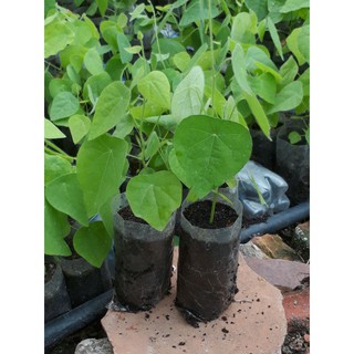 4 cây giống Sương Sâm lông/Hạt giống