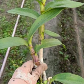 Lan denro nắng Bigred