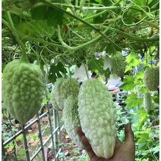 [Hạt Giống Đài Loan] Mướp Đắng Trắng Balsam Đài Loan (Gói zin 5 hạt)