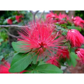 Cây điệp lào, cây cho hoa quanh năm, thân dẻo dễ tạo dáng bonsai - Calliandra emarginata - Trang Flower