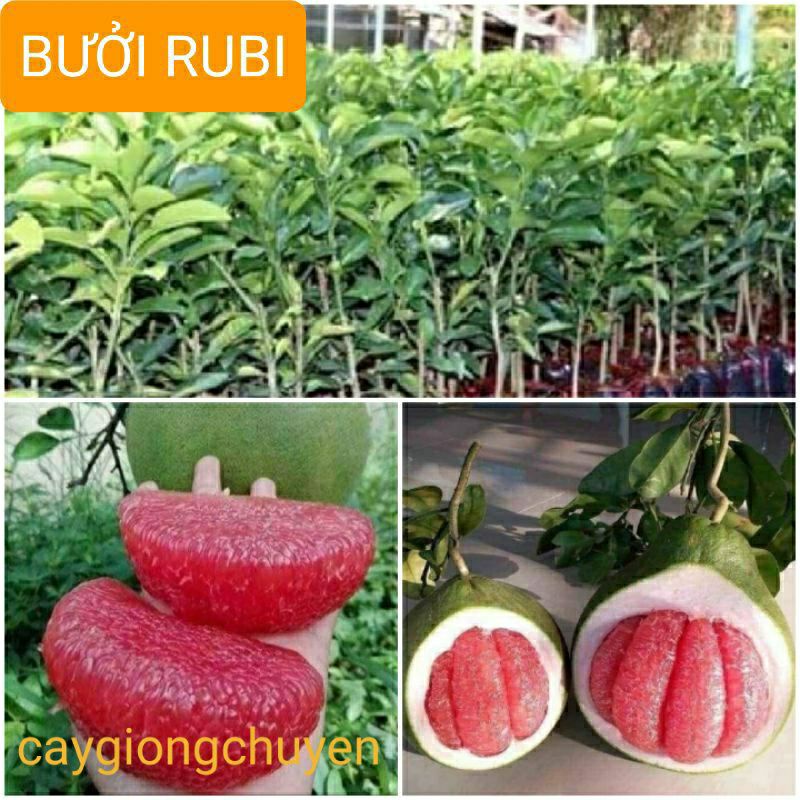 GIỐNG BƯỞI RUBI MÚI ĐỎ KHÔNG HẠT