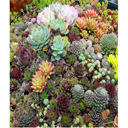 50 Hạt giống hoa Sen đá Mỹ Mix Màu Kèm Qùa Tặng Và Hướng Dẫn ươm trồng