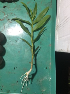 Hoa phi điệp giống