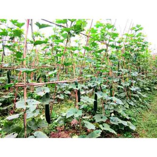 Hạt bí đao chanh, bí sặt - gói 1 gram
