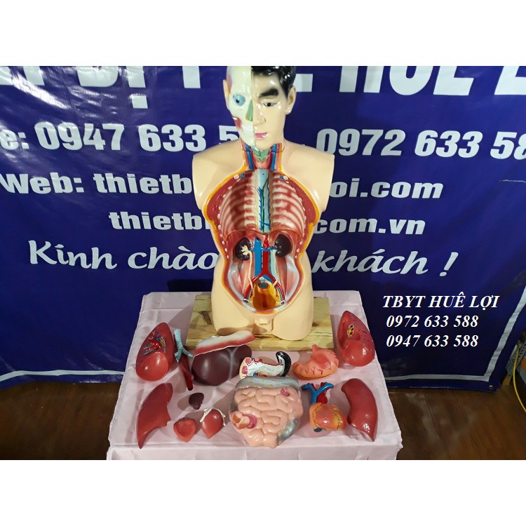 Mô hình giải phẫu các nội tạng cơ thể nam giới dạng bán thân