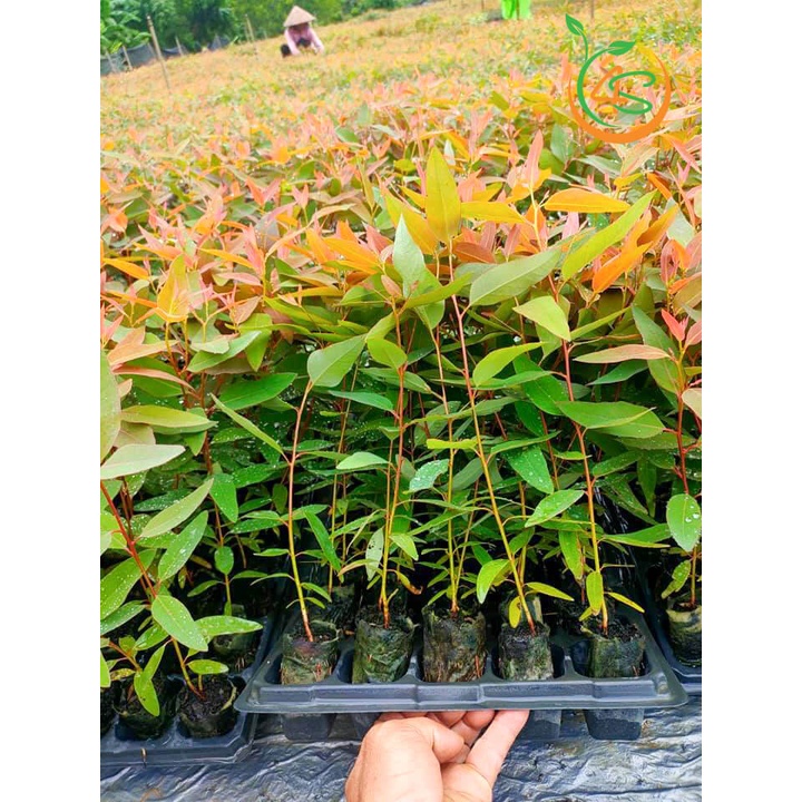 Cây giống Bạch Đàn