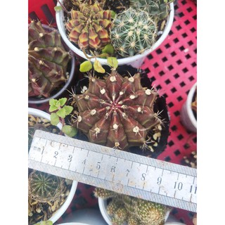 xương rông gym vân size to 5~6cm