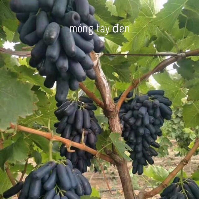 2 cây nho ngón Tay