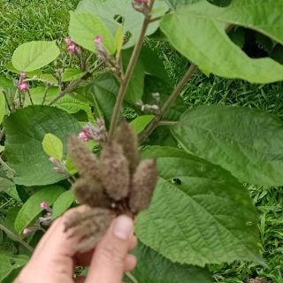 (TẶNG HẠT GIỐNG AN XOA)  1kg Cây an xoa hoa tim