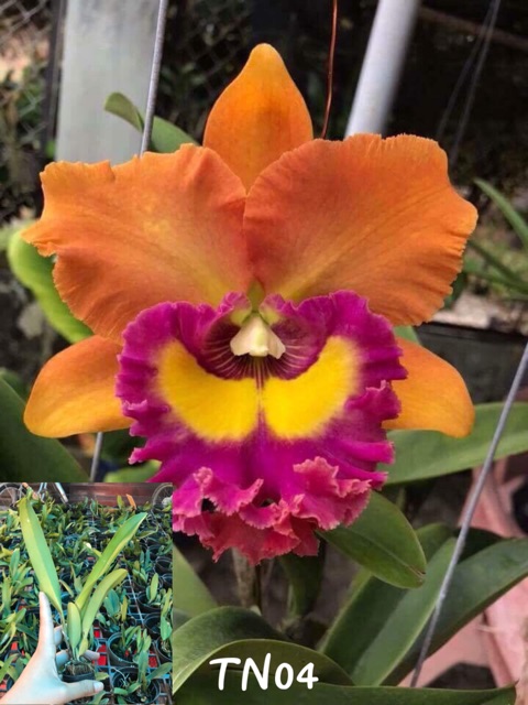 [Rẻ Vô Địch] Lan Cattleya Giống 1 Lá Đủ Màu Hoa To - Thơm Chuẩn Vườn