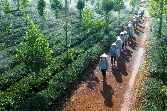 Trà Ô Long Phương Nam- Thuý Ngọc