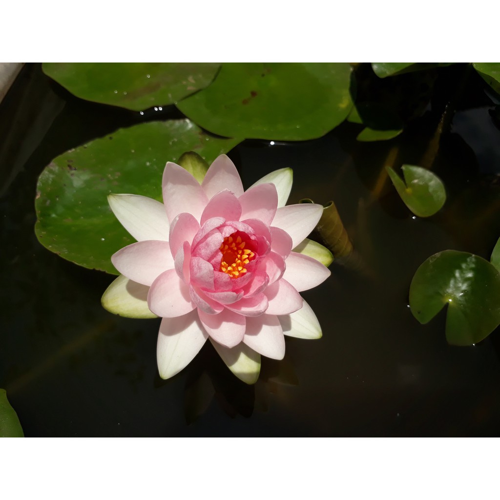 Cây hoa súng Thái Lan màu hồng phúc K-02