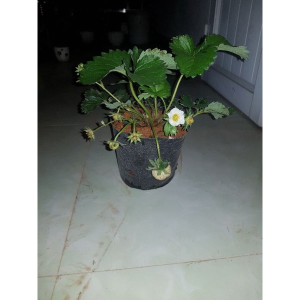 Chậu Dâu Hana Ổn Định - Cây đang phát triển tốt có hoa và trái như hình