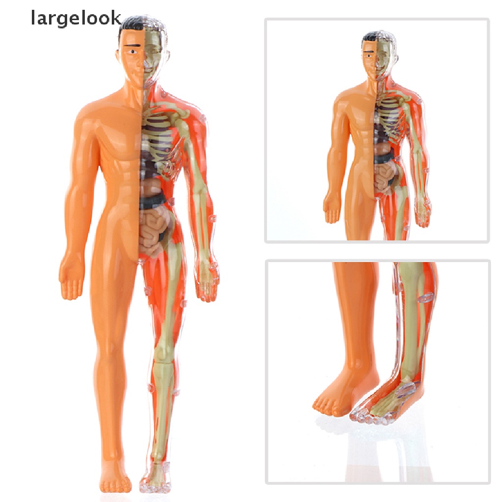 Mô Hình Cơ Thể Người Torso Có Thể Tháo Rời Cho Bé ♨Nóng Bỏng