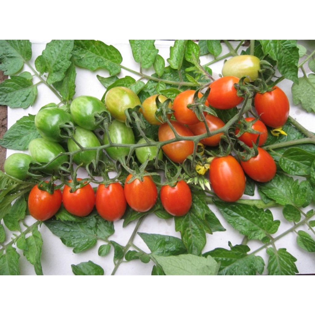 Hạt giống cà chua bi F1 dễ trồng, dinh dưỡng cao - gói 0.1gr~40-50 hạt