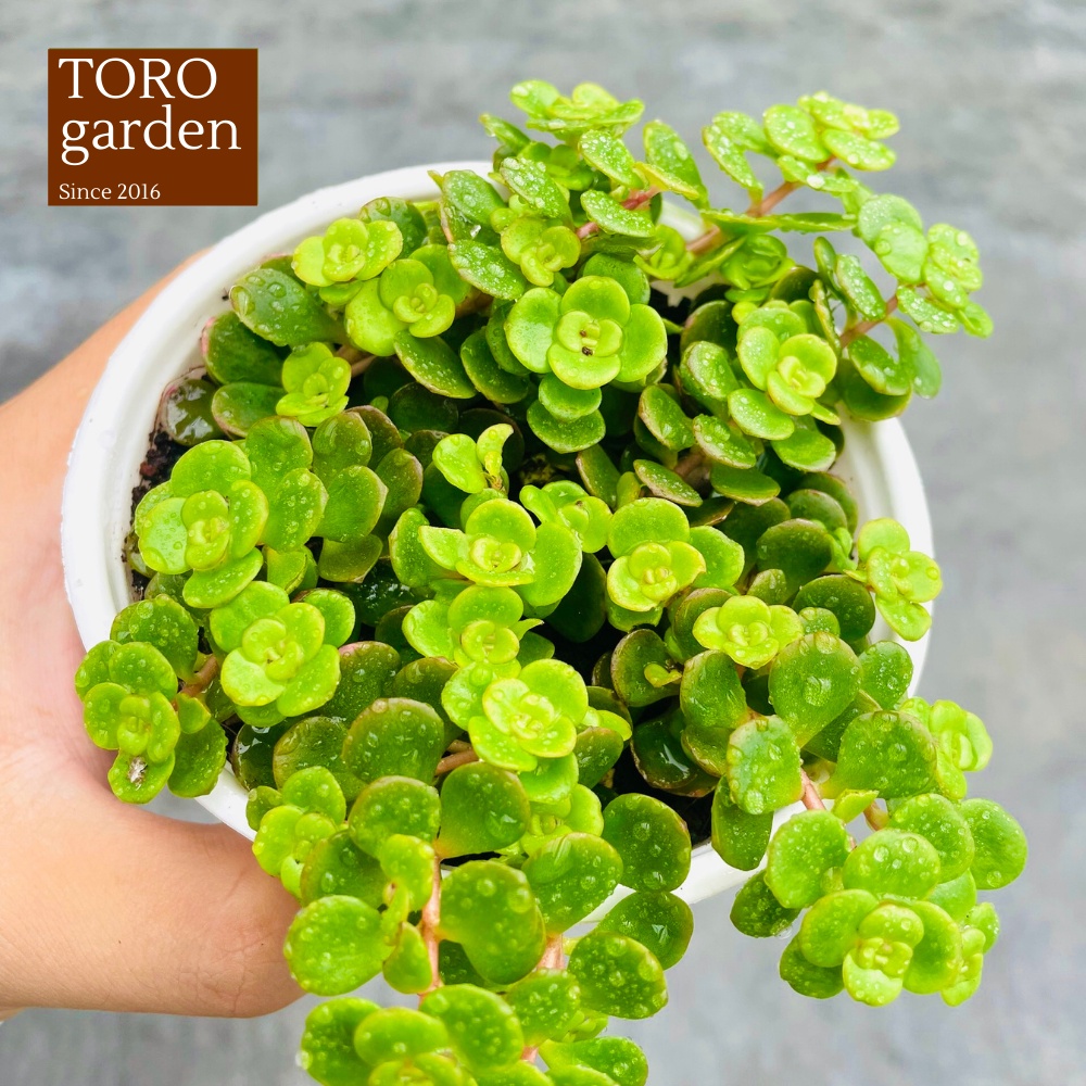 Sen đá sedum vảy cá Đà Lạt size trung bình cây cảnh trang trí nhà cửa Toro garden