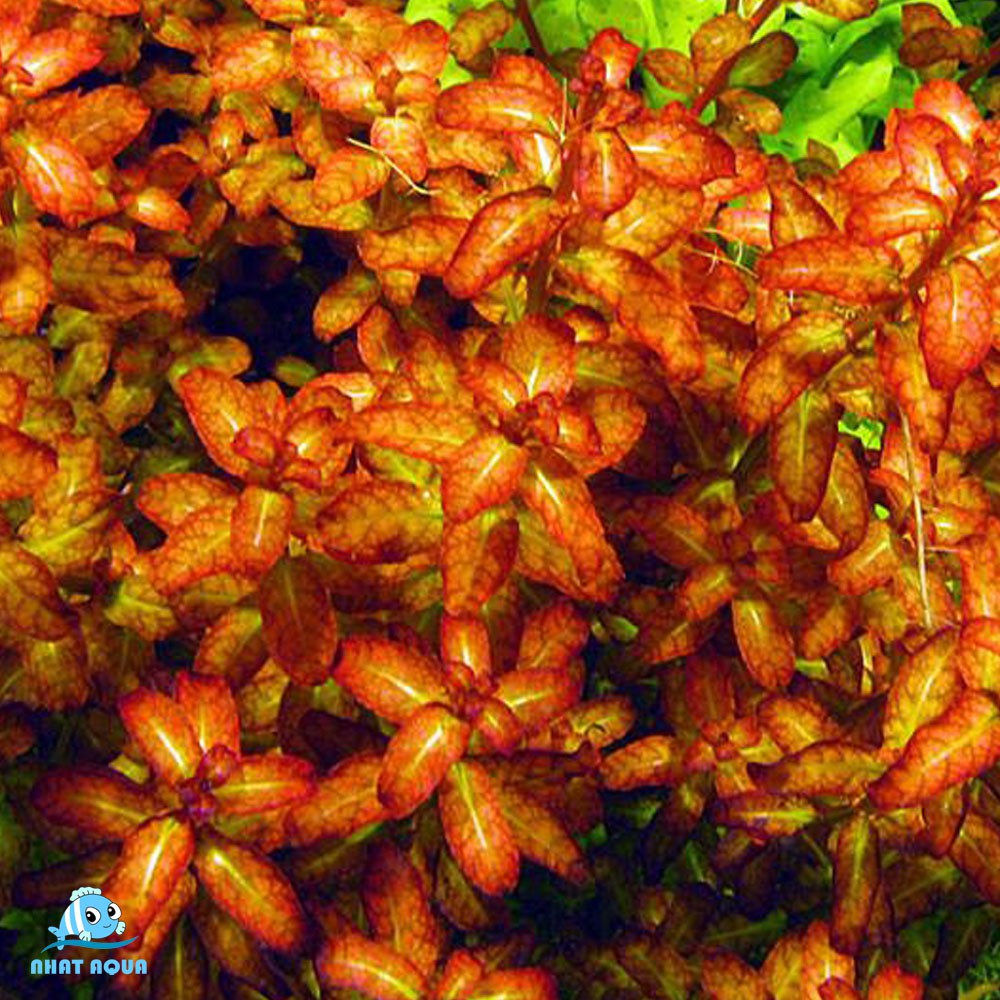 Cây Thủy Sinh Diệp Tài Hồng Lá Cam