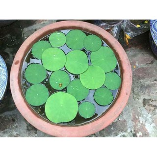 3 Hạt giống hoa sen Nhật