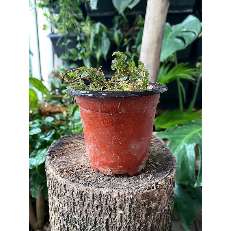 Cây Selaginella uncinata Blue Spikemoss  chậu nhựa 8cm