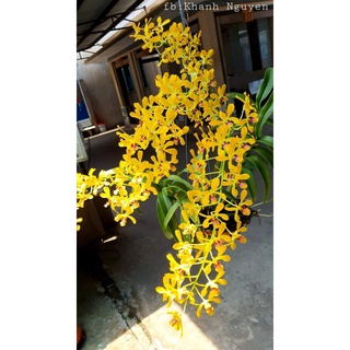 HOA LAN PENSUDA XƯA