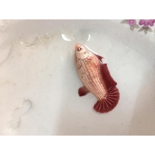 BETTA MÁI RỒNG ĐỎ