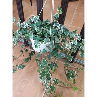 Cây thường xuân chậu treo