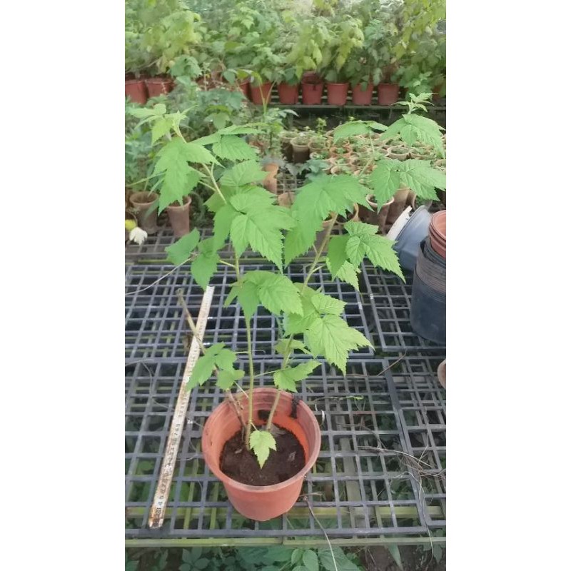 Cây phúc bồn tử (cây mâm xôi