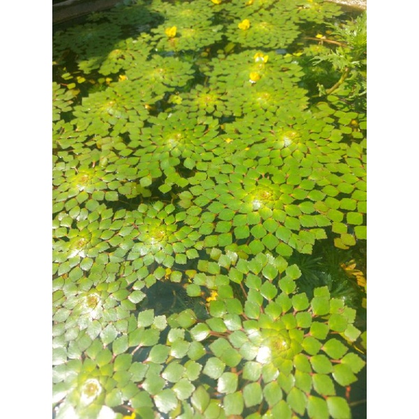 Cây Thủy Sinh | Ấu thái