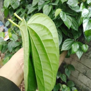 05 Lá Trầu Không Tươi Sạch - không hóa chất