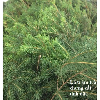 Tinh dầu tràm trà