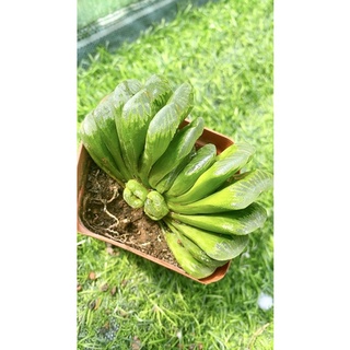 Sen Đá Haworthia Truncata