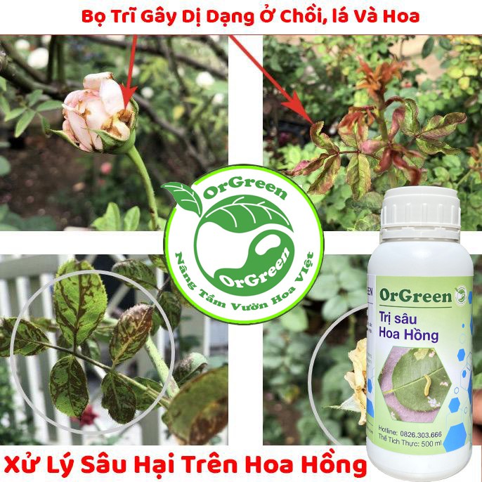 500ml OrGreen Sâu Hại Hoa Hồng - Chế phẩm sinh học công nghệ Nhật Bản - Chế phẩm sinh học dành cho hoa hồng